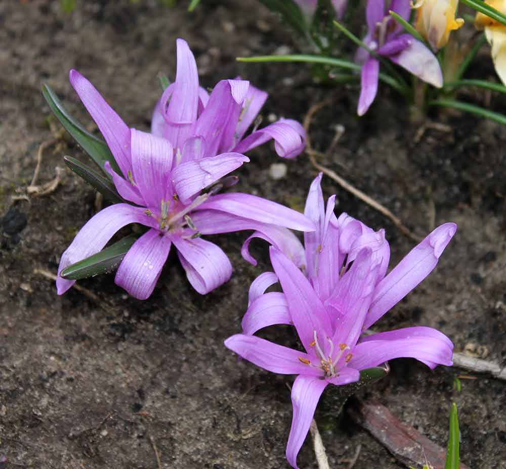 Frühlingslichtblume