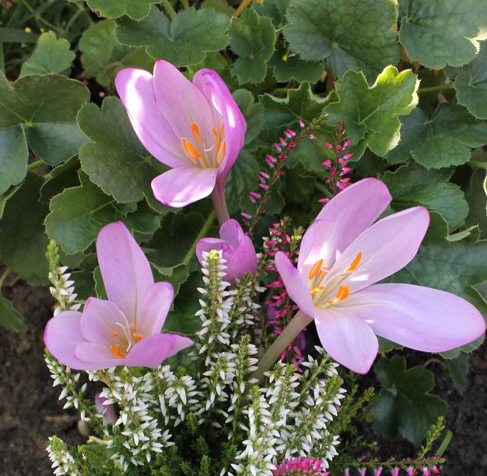 Colchicum byzantinum