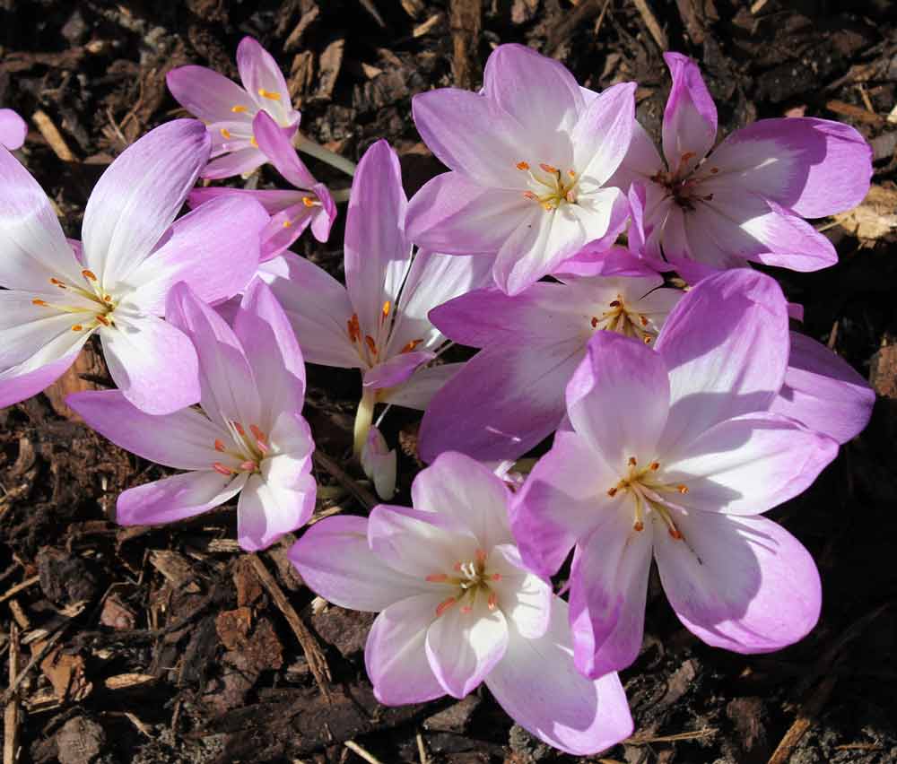 Blüten von Colchicum speciosum