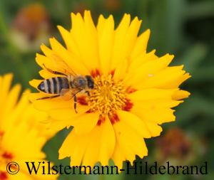 Biene auf Mädchenauge