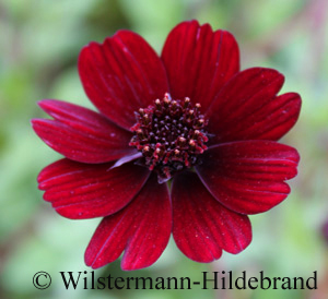 Schokoladen-Kosmeee Cosmos atrosanguineus