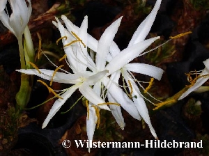 Blüte von Crinum thaianum