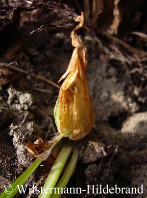 Frucht von Crocus