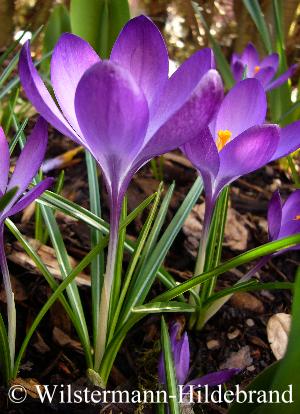 Crocus Ruby Giant