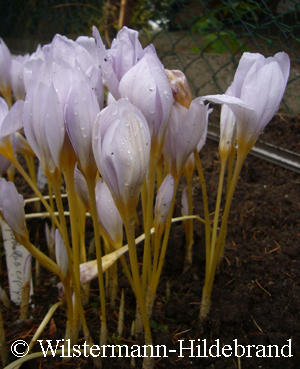 Blüten von Crocus pulchellus Zephyr