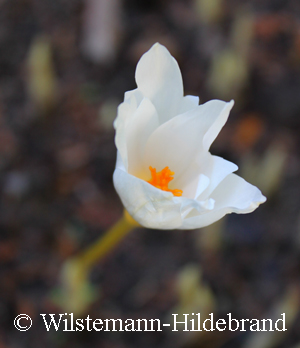 Crocus serotinus ssp. clusii