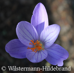 Blüte von Crocus serotinus