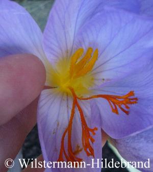 Crocus speciosus Blütendetail