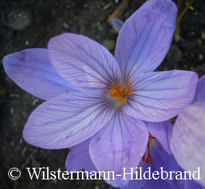 Blüte von Crocus speciosus Aitchinsonii