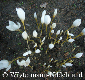 Blüten von Crocus speciosus Albus