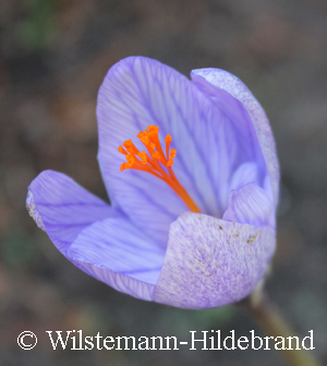 Blüte von Artabir