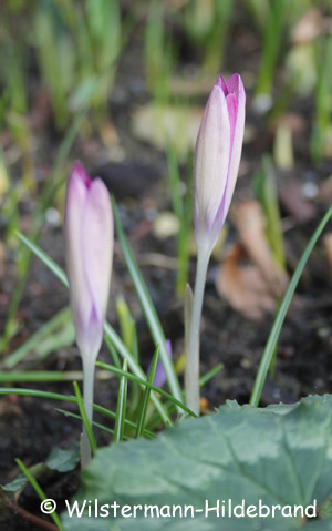 Krokus Roseus