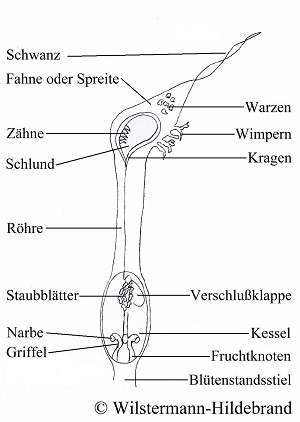 Schema eines Cryptocorynen-Blütenstandes