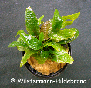 Cryptocoryne affinis im Topf