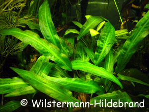 Cryptocoryne affinis im Aquarium