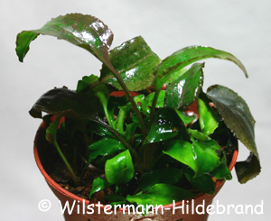 Cryptocoryne alba