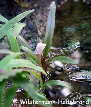 Cryptocoryne albida mit Blüte