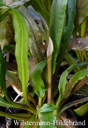 Cryptocoryne crispatula var. albida mit frischer Blüte