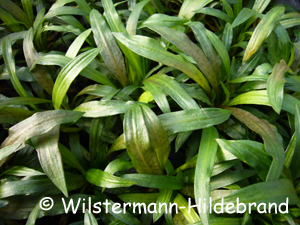 Cryptocoryne albida aus dem Handel