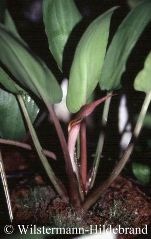 Blüte von Cryptocoryne annamica