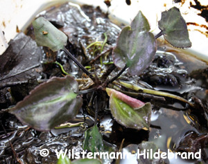 Blattrand von Cryptocoryne aura