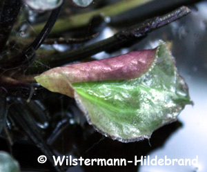 junges Blatt von Cryptocoryne aura