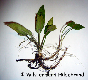 Cryptocoryne auriculata