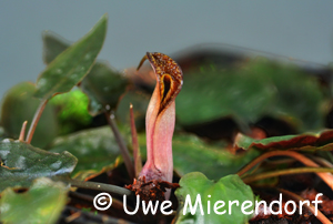 Cryptocoryne bangkaensis mit Blütenstand