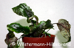 Cryptocoryne bangkaensis