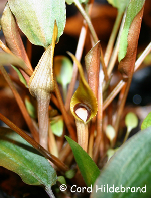 Cryptocoryne beckettii Spatha