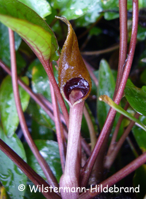 Cryptocoryne beckettii petchii