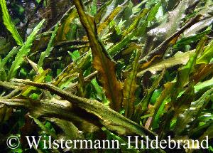 Cryptocoryne beckettii im Aquarium