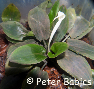 Cryptocoryne bogneri