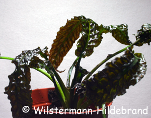 Cryptocoryne bullosa