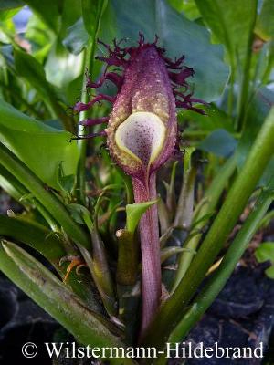 Cryptocoryne ciliata Blüte am der Öffnung