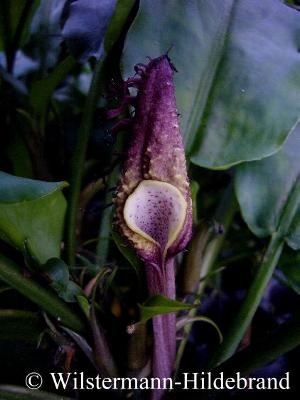 Cryptocoryne ciliata Blüte am zweiten Tag