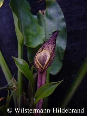 Cryptocoryne ciliata Blüte am dritten Tag