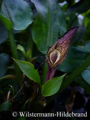 Cryptocoryne ciliata Blüte am vierten Tag