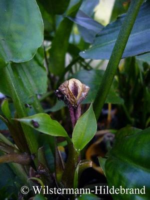 Cryptocoryne ciliata Blüte am fünften Tag