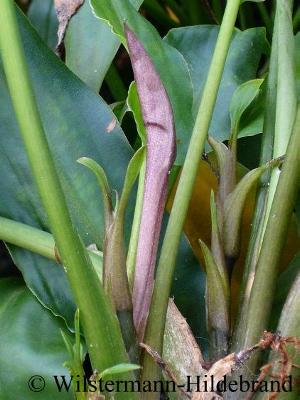 Cryptocoryne ciliata Knospe