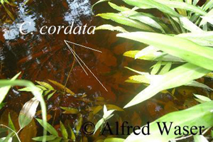 Cryptocoryne cordata am Naturstandort