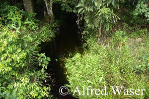 Standort mit Cryptocoryne cordata