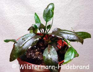 Cryptocoryne cordata var. cordata von Johore