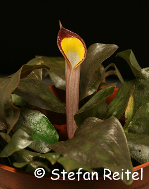 Cryptocoryne cordata var. diderici