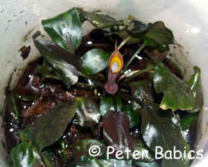 Cryptocoryne cordata var. diderici