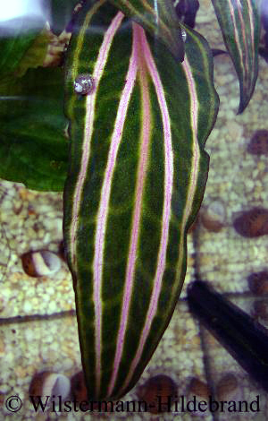 Aderung an Cryptocoryne Rosanervis