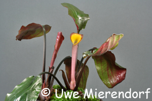 Cryptocoryne cordata var. siamensis blühend