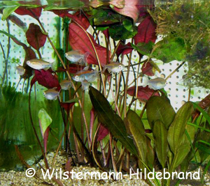 Cryptocoryne cordata var. siamensis Form Blassii