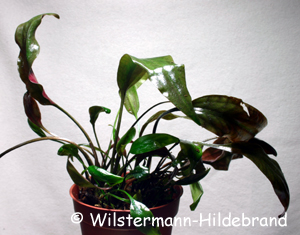 Cryptocoryne cordata var. siamensis emers