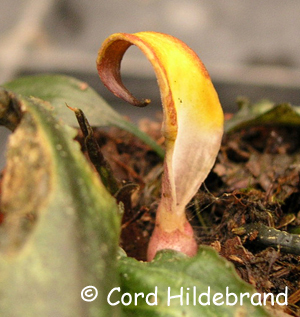 Spatha von Cryptocoryne cordata mit offener Röhre